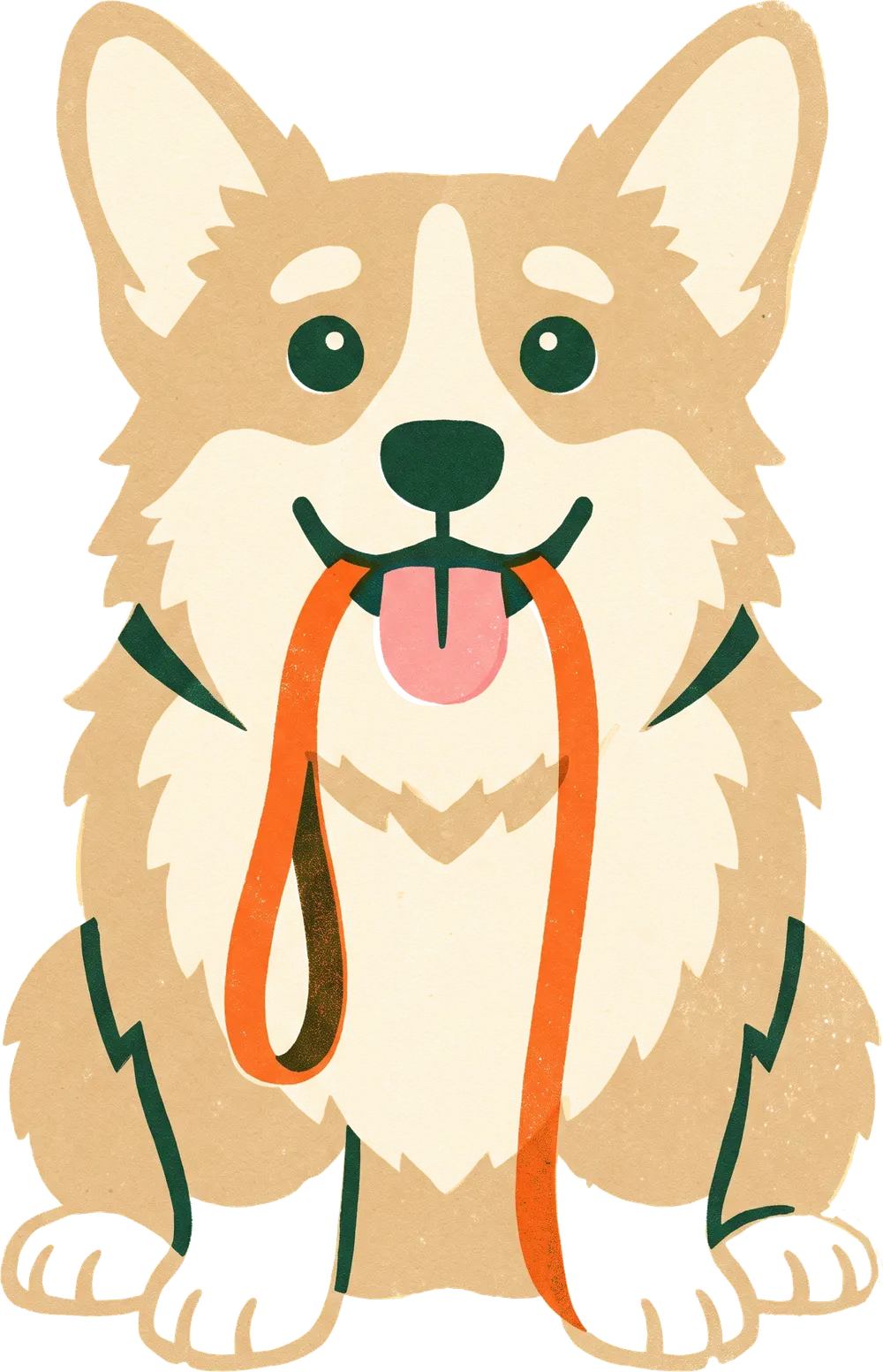 Happy corgi holding a leash